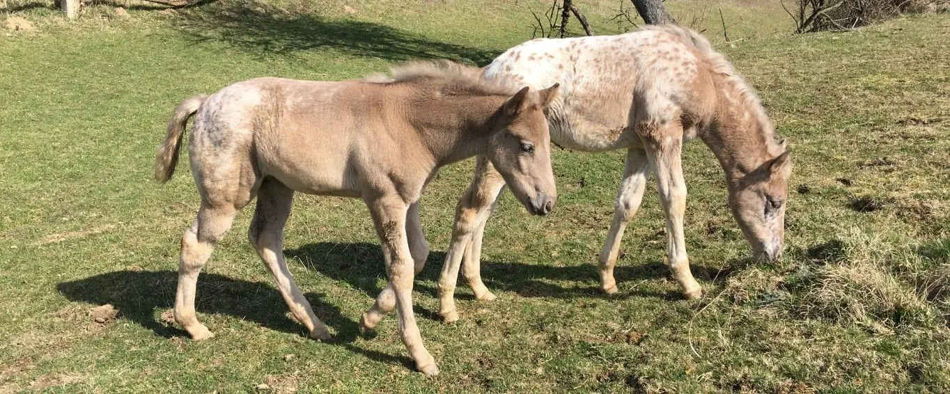 Double Forest Ranch